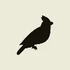 Black Jays Ventures Black Jays Ventures