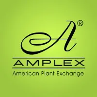 AMPLEX Wholesale Nursery AMPLEX Wholesale Nursery