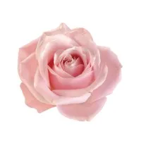 Rosa Amoris