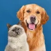 Innovetive Petcare Innovetive Petcare