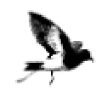 Storm Petrel, LLC Storm Petrel, LLC