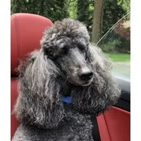 Management Professional