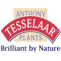 Anthony Tesselaar International