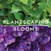 Plantscaping & Blooms Plantscaping & Blooms