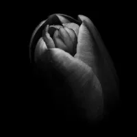 The Black Tulip Organization Inc. The Black Tulip Organization Inc.