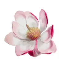 Magnolia Community Health Pvt. Ltd.