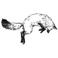 Fox in the Snow Cafes