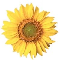 Homewatch Caregivers of Ann Arbor