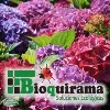 BIOQUIRAMA SAS BIOQUIRAMA SAS