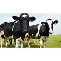 Cowsultants
