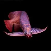 Arowana Wiki