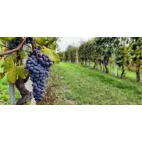 AuburnJames Winery