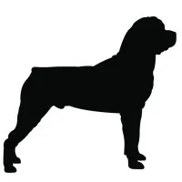 Rossmönster
