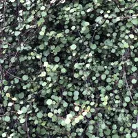 Curtis Edward Dennison Landscape, Inc.