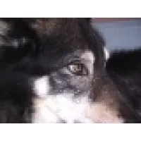 Gray Wolf Productions