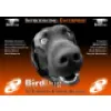 BirdDog Software Corp BirdDog Software Corp