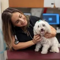 Senior Dog Veterinary Society