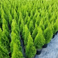 Settlemyre Nursery Settlemyre Nursery