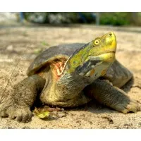 India Turtle Conservation Program India Turtle Conservation Program