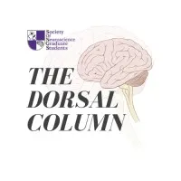 The Dorsal Column