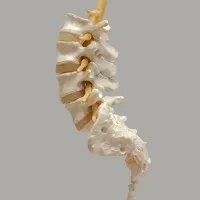 Spine Labs Spine Labs