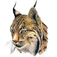 Lynx Advisors