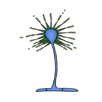 Meiosis Publications