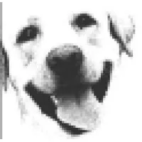 Whiskers Resort and Pet Spa