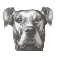 Veterinary Specialists Aotearoa