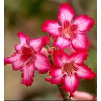 Top Tropicals Top Tropicals