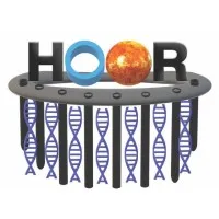 Hoor Deep Soil Mixing Hoor Deep Soil Mixing