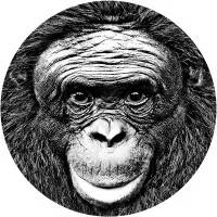 Ape Initiative Ape Initiative
