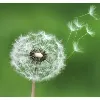 Windstorm Consulting Windstorm Consulting