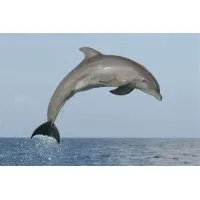 Dolphin Equipment Corporation Dolphin Equipment Corporation