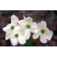 Comprehensive Pain Care, PC