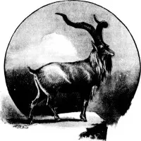 Markhor Times