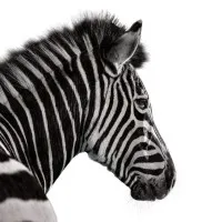 Investec Bank Channel Islands