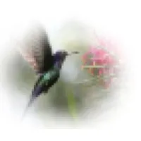 The Hummingbird Project