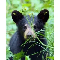 Appalachian Bear Rescue Appalachian Bear Rescue
