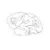 Glioblastoma Research Organization Glioblastoma Research Organization