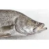 MainStream Aquaculture Group MainStream Aquaculture Group