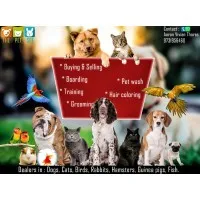 THE PET SET