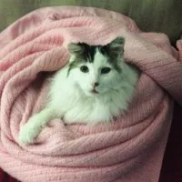 Fish Creek Pet Hospital