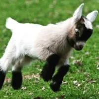 Scofflaw Beverage Co.