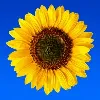Pollinate Marketing Pollinate Marketing