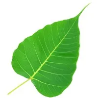 Insight Meditation Center