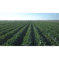 Andrew and Sons, LLC Andrew and Sons, LLC