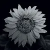 Wildflower International, LTD. Wildflower International, LTD.