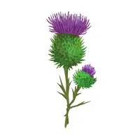 TAPROOT THERAPY PLLC