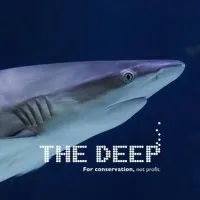 The Deep The Deep